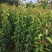 彩叶豆梨，豆梨秋火焰，豆梨小苗，彩叶豆梨产地树苗