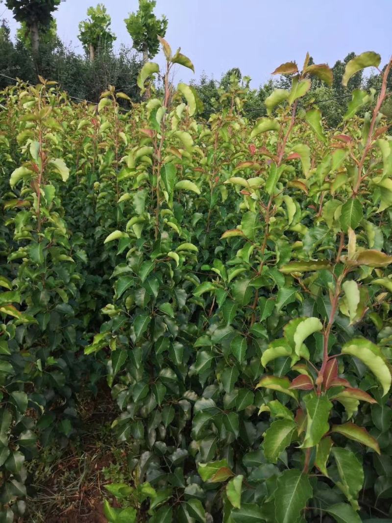 彩叶豆梨，豆梨秋火焰，豆梨小苗，彩叶豆梨产地树苗