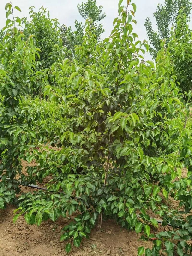 彩叶豆梨，豆梨秋火焰，豆梨小苗，彩叶豆梨产地树苗