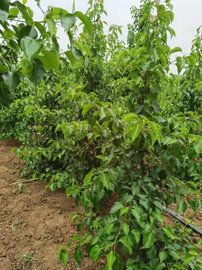 彩叶豆梨，豆梨秋火焰，豆梨小苗，彩叶豆梨产地树苗