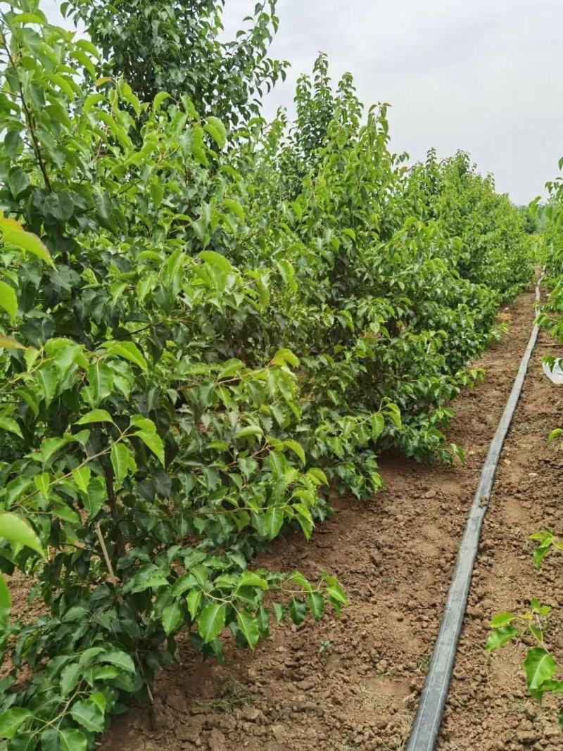彩叶豆梨，豆梨秋火焰，豆梨小苗，彩叶豆梨产地树苗