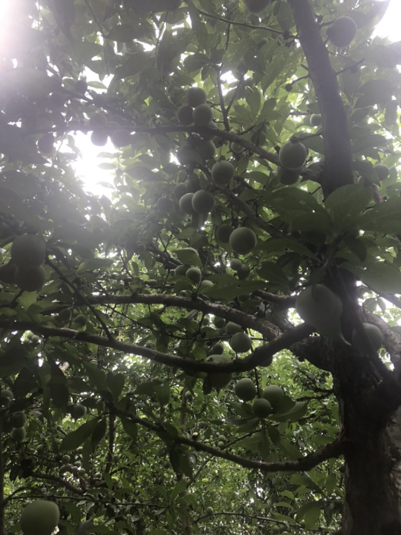 香脆李子云南**加工厂，小果3.0以下青果