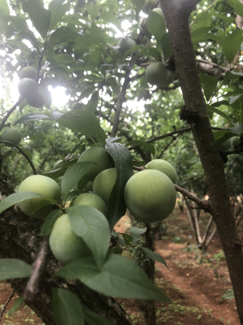 香脆李子云南**加工厂，小果3.0以下青果