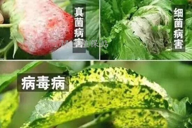 50%氯溴异氰尿酸杀菌剂番茄青枯病柑橘溃疡病魔芋软腐病等