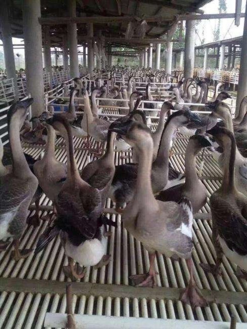 马冈鹅苗阳江鹅苗企业店铺认证方心苗养殖技术指导