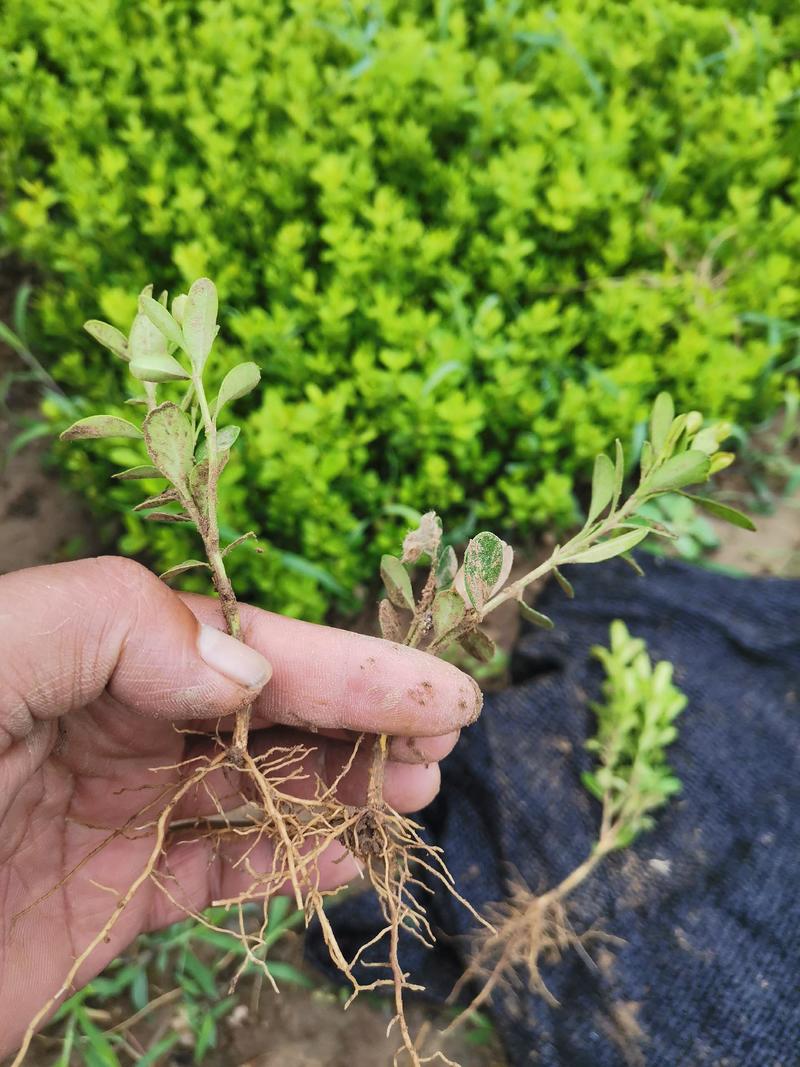 2020年新货黄昌蒲种子（水生植物）