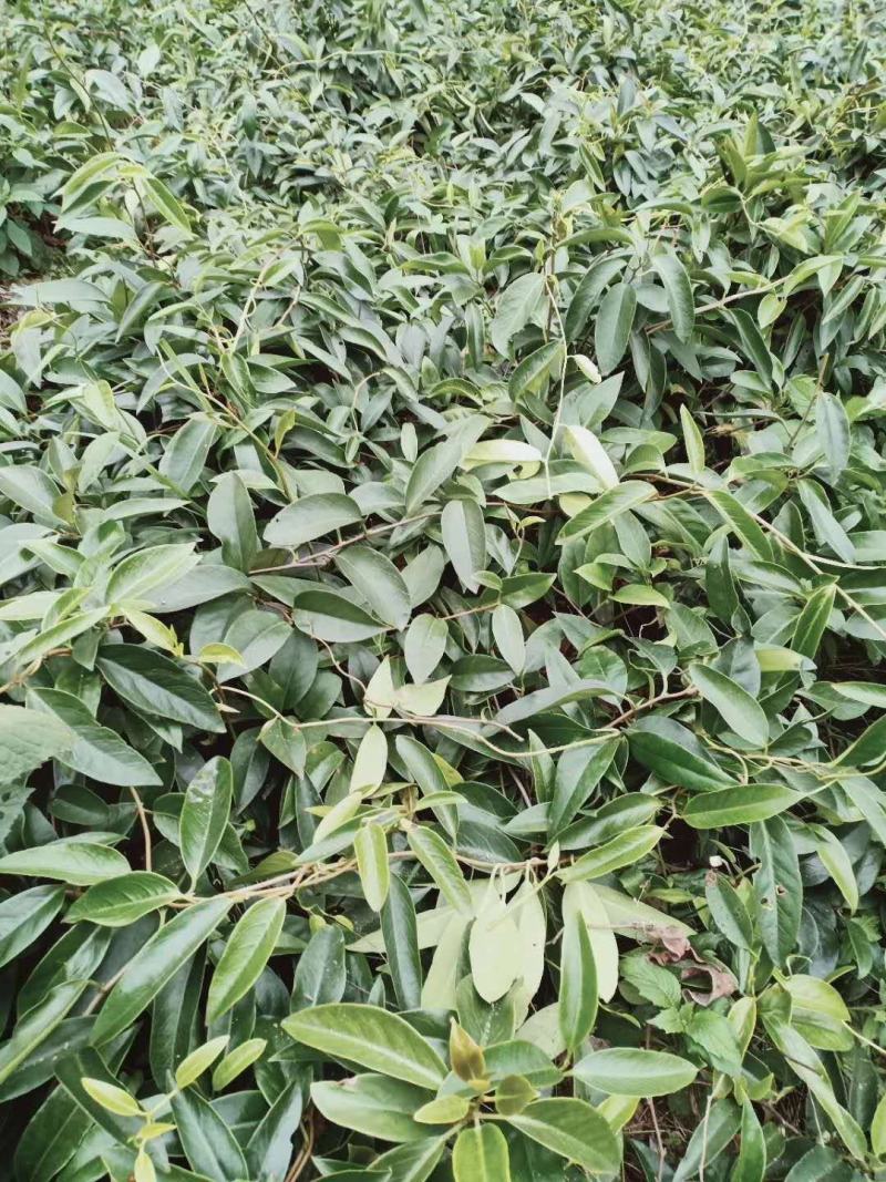 纯甜布福娜苗木批发基地直销优质苗木百利特色农业