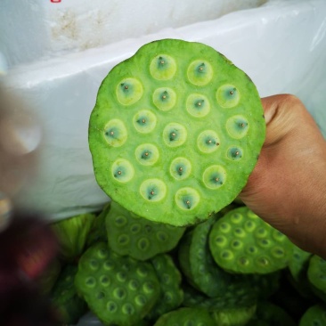 宁都新鲜水果莲蓬，莲珠子大量上市中