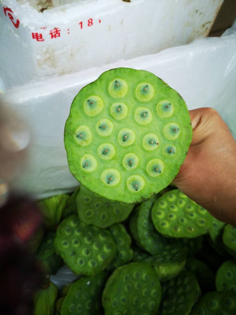宁都新鲜水果莲蓬，莲珠子大量上市中