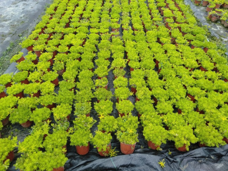 佛甲草，双色杯金叶佛甲草，双色杯青叶佛甲草