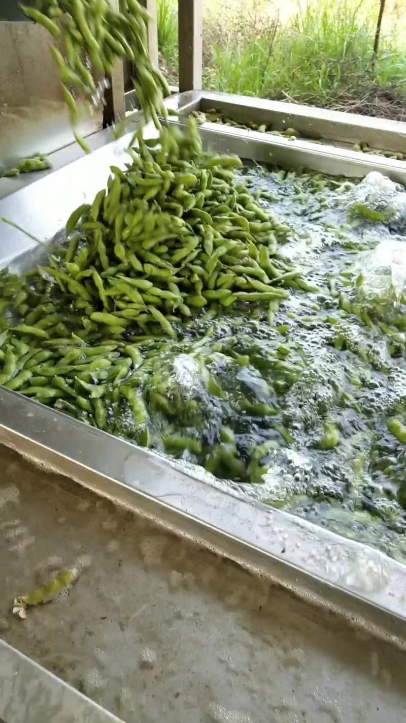 精品翠绿宝毛豆/价格便宜/质量杠杠/产地直销