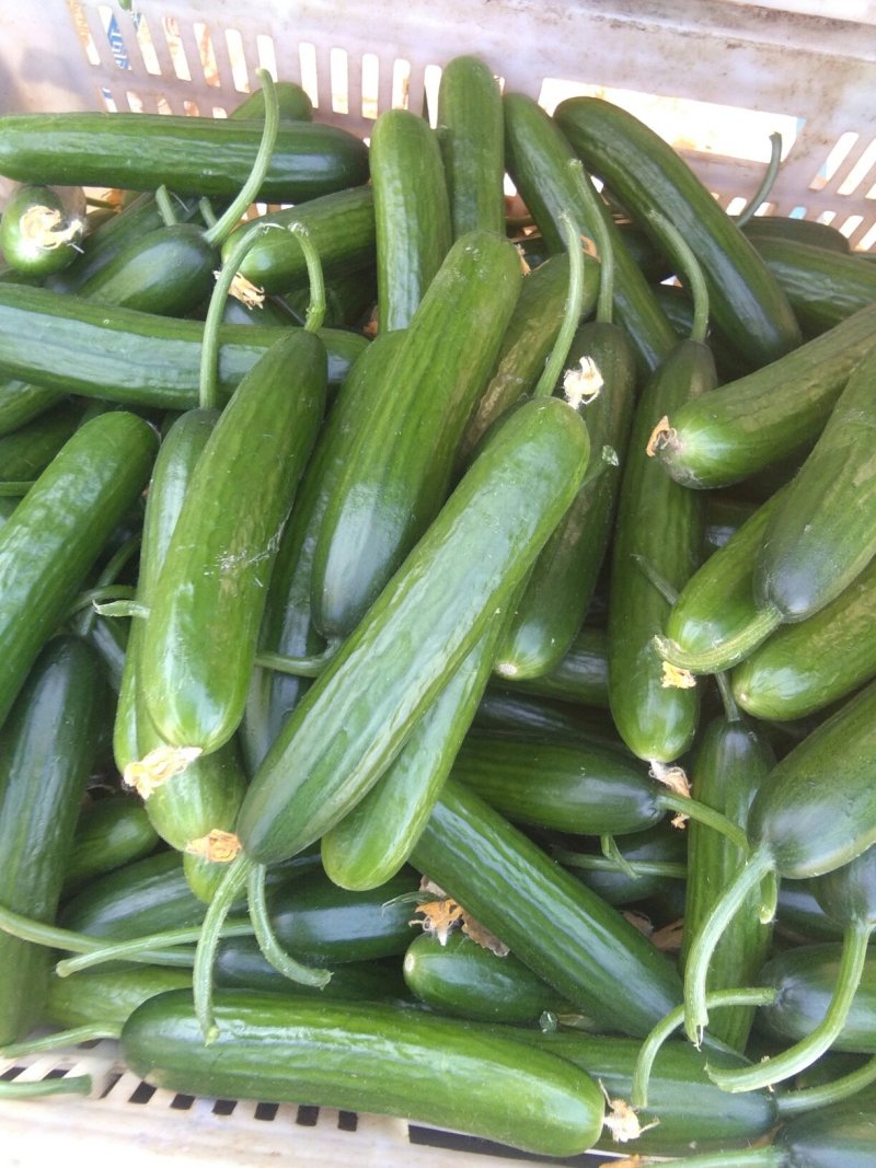 小黄瓜