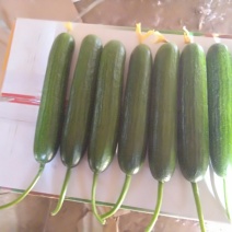 小黄瓜