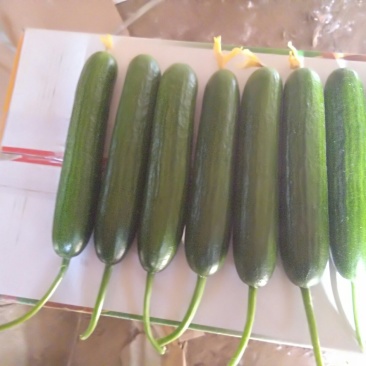 小黄瓜