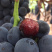 🔥无籽巨峰葡萄🍇子等你哦😄