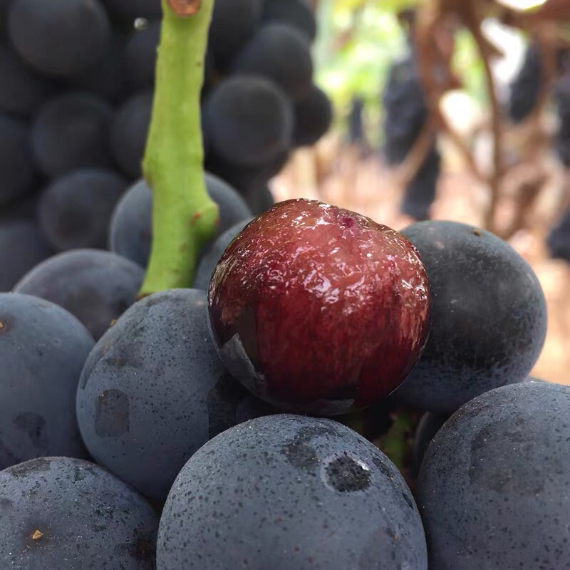 🔥无籽巨峰葡萄🍇子等你哦😄