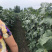🔥无籽巨峰葡萄🍇子等你哦😄