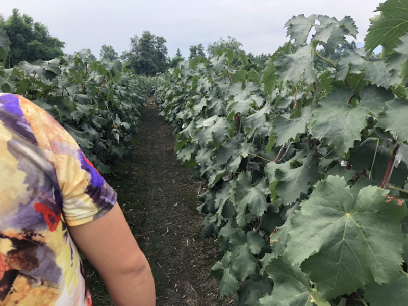 🔥无籽巨峰葡萄🍇子等你哦😄