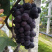 🔥无籽巨峰葡萄🍇子等你哦😄