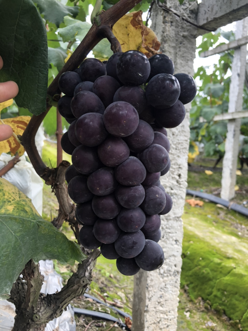 🔥无籽巨峰葡萄🍇子等你哦😄