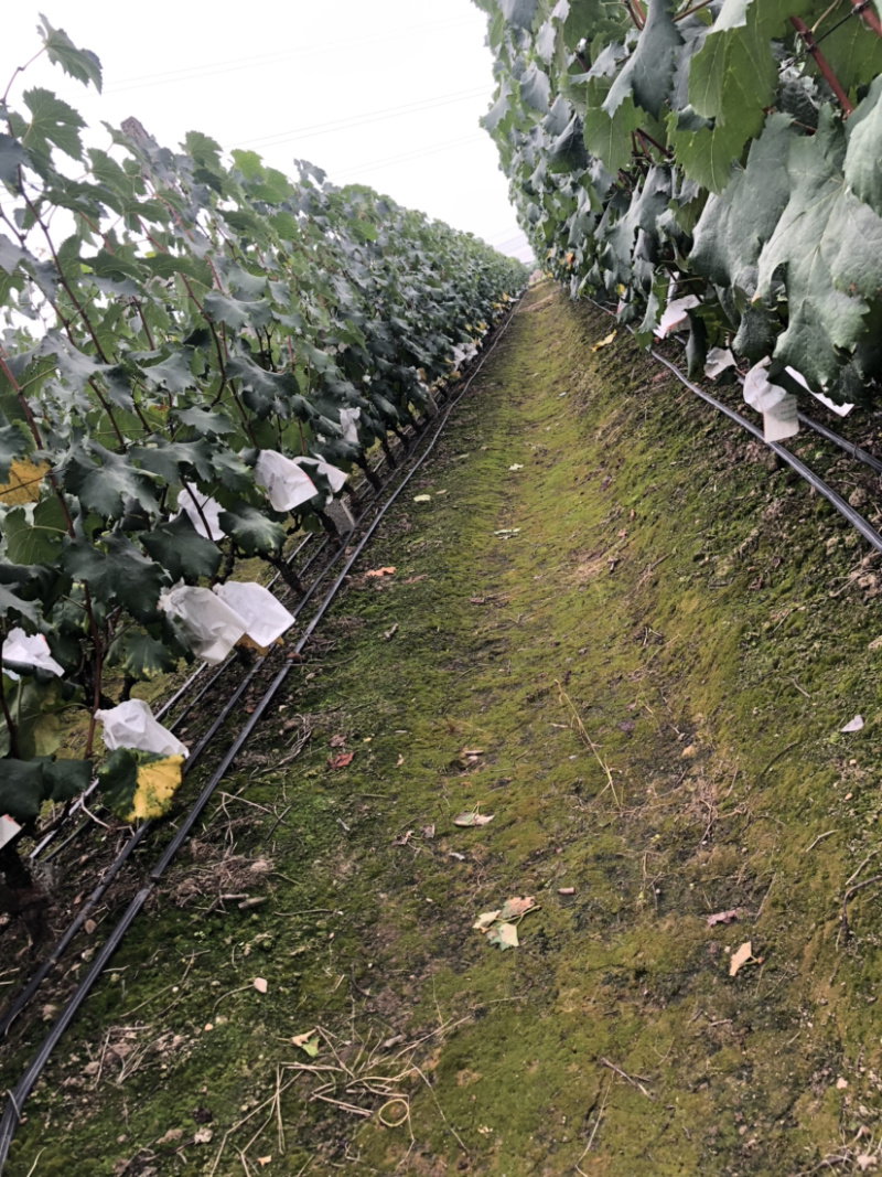 🔥无籽巨峰葡萄🍇子等你哦😄