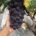 🔥无籽巨峰葡萄🍇子等你哦😄