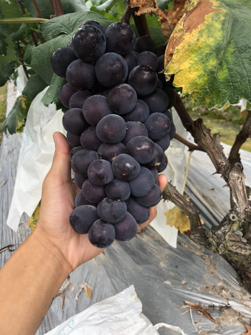 🔥无籽巨峰葡萄🍇子等你哦😄