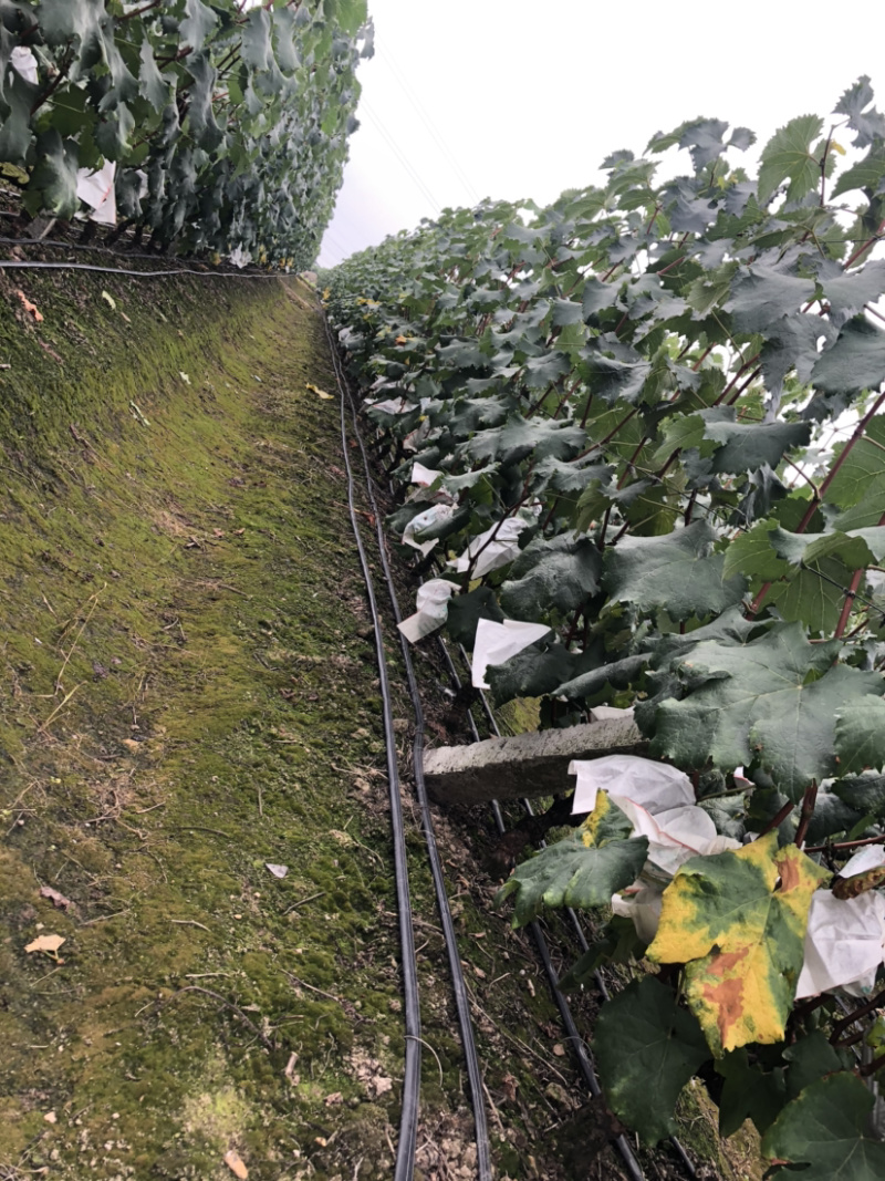 🔥无籽巨峰葡萄🍇子等你哦😄