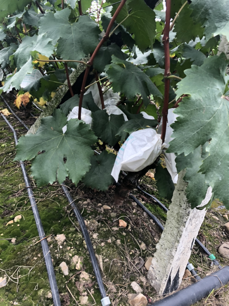 🔥无籽巨峰葡萄🍇子等你哦😄