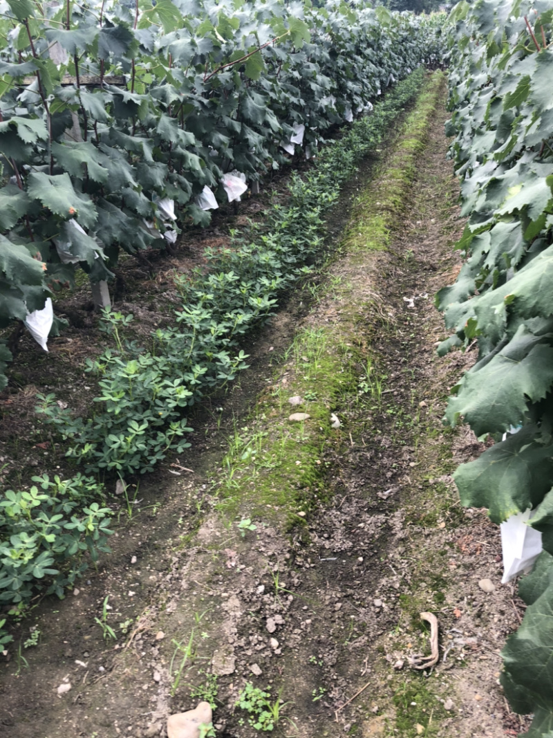 🔥无籽巨峰葡萄🍇子等你哦😄