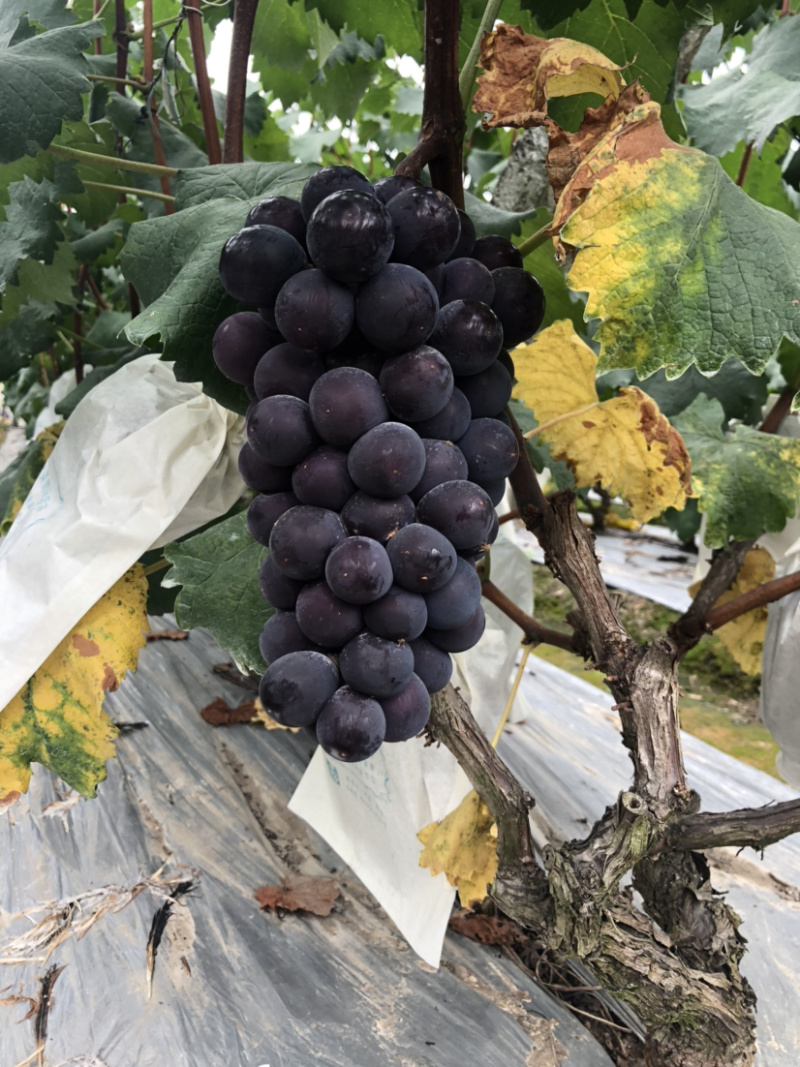 🔥无籽巨峰葡萄🍇子等你哦😄