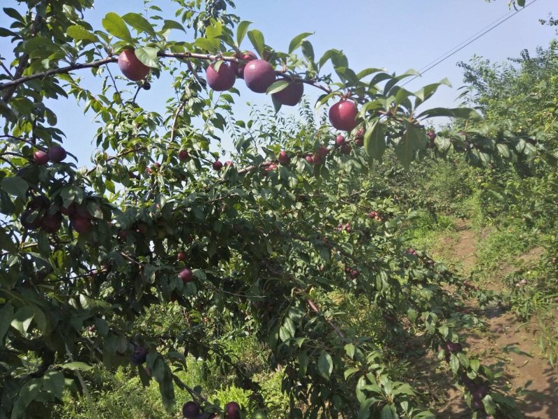 各类李子，多品种，大批量供应