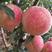 桃树苗新品种早熟巨红桃品种纯产量高