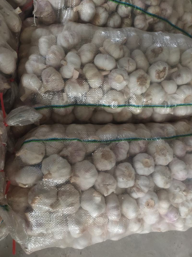 优质金乡杂交保鲜精品干大蒜，产地直供没有中间商