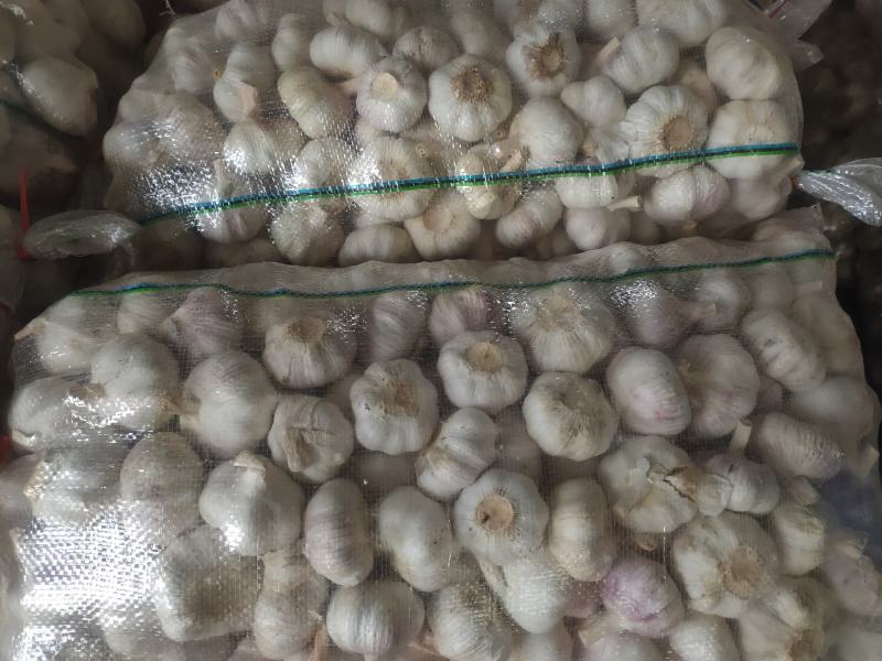 优质金乡杂交保鲜精品干大蒜，产地直供没有中间商