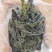 包邮盐渍裙带菜凉拌菜可泡发嫩海带叶裙带菜