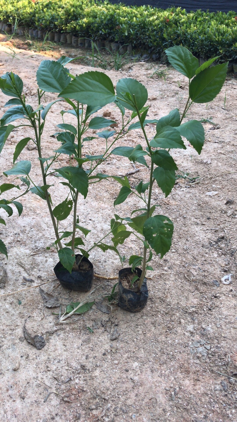 青叶扶桑，中大袋，高度20-40