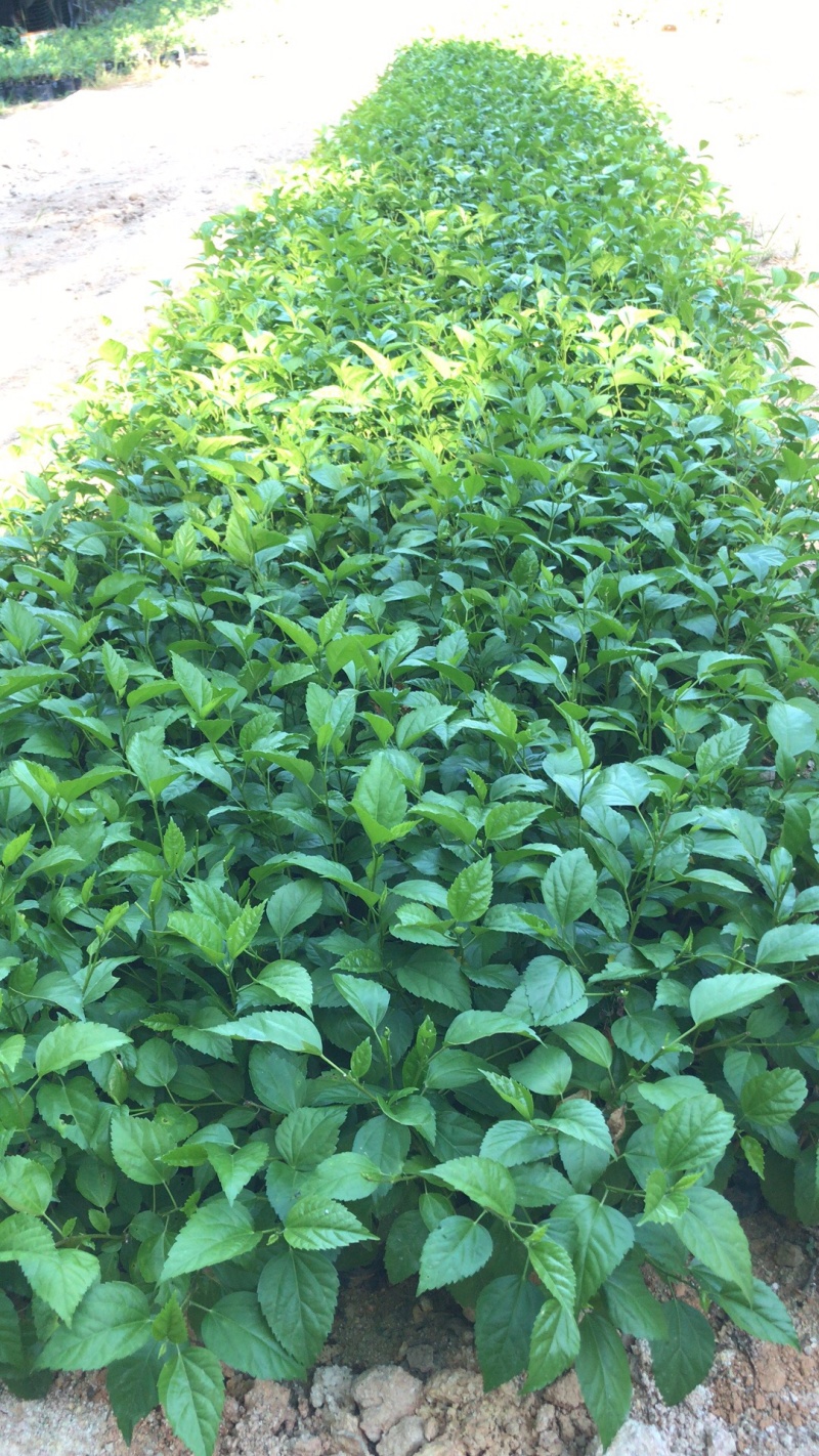 青叶扶桑，中大袋，高度20-40