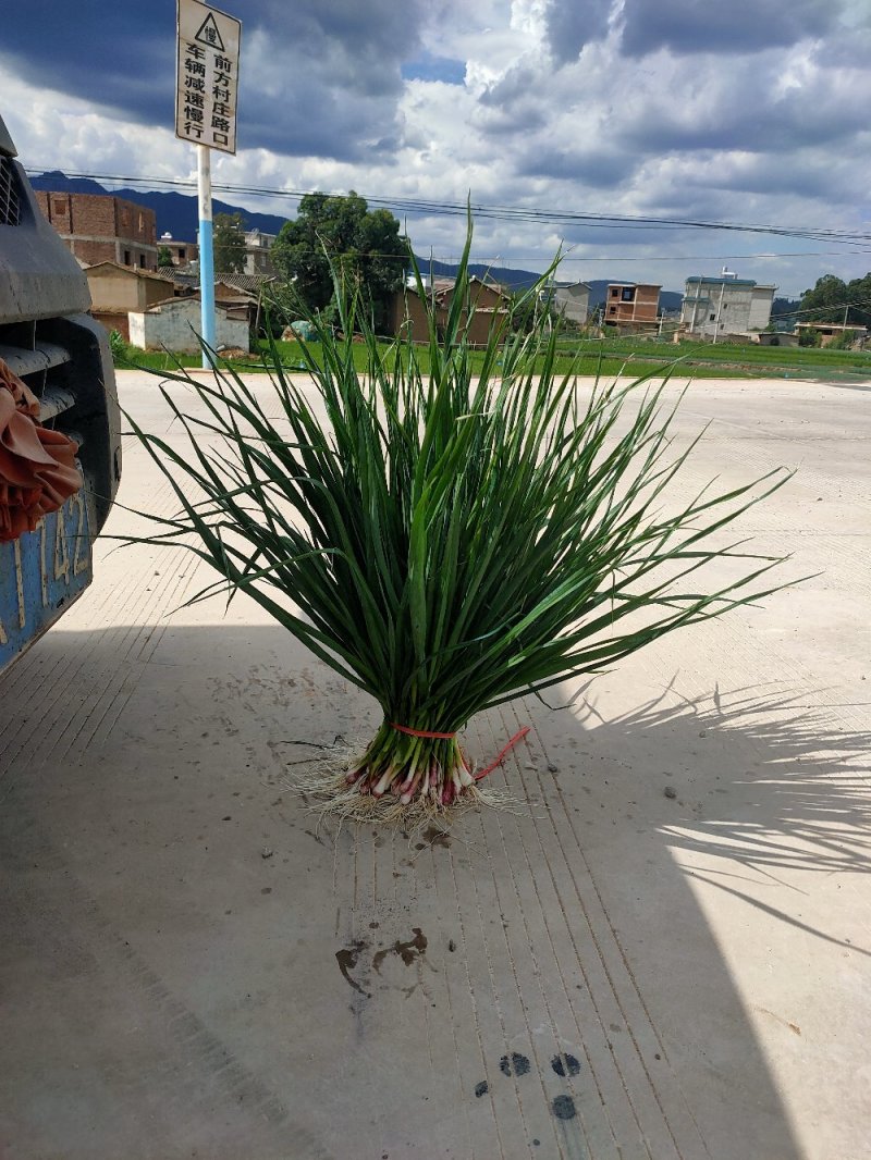 精品红根蒜苗，产地直发，支持实地看货，质量保障，欢迎合作