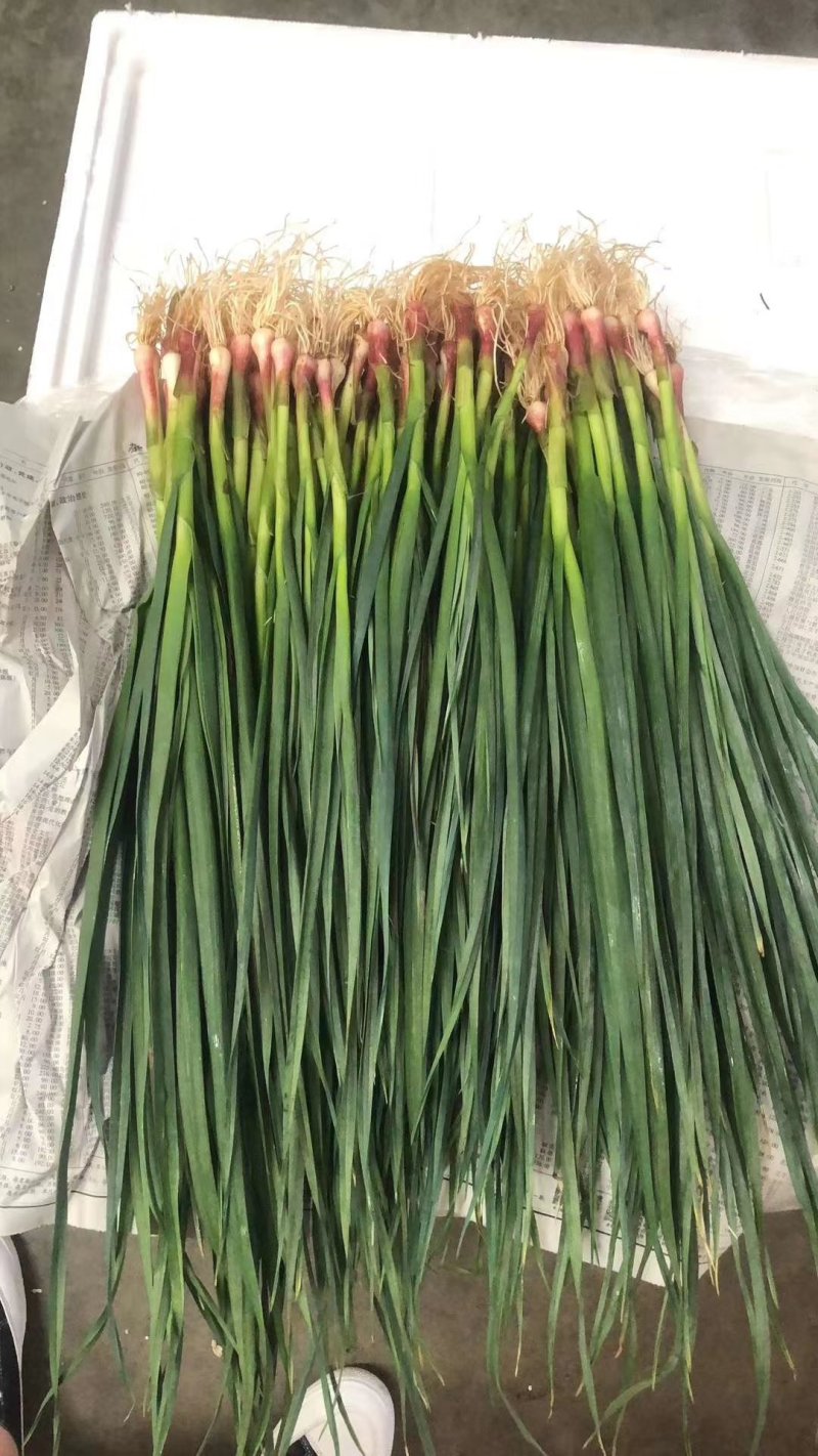 精品红根蒜苗，产地直发，支持实地看货，质量保障，欢迎合作
