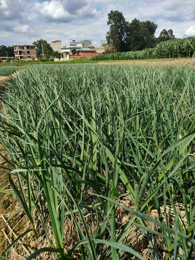 精品红根蒜苗，产地直发，支持实地看货，质量保障，欢迎合作