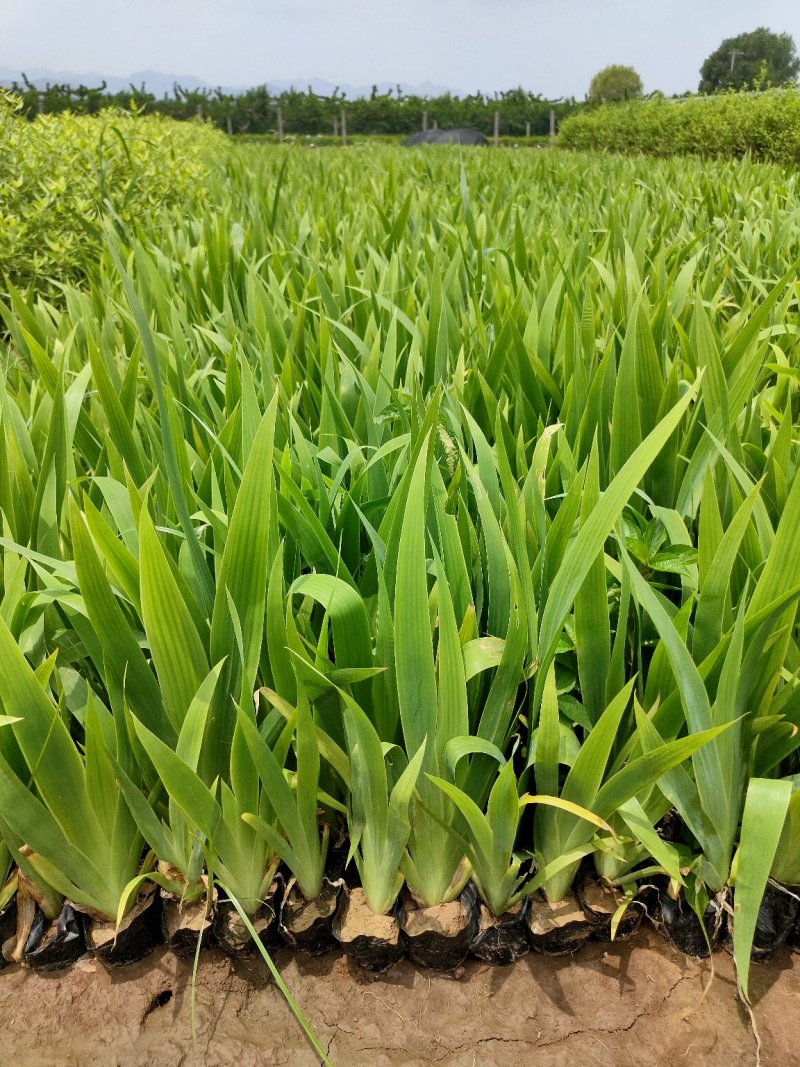 鸢尾