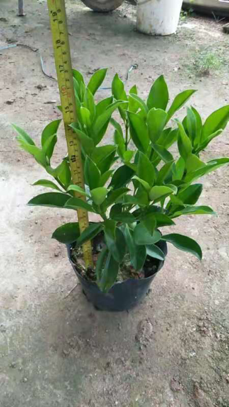 非洲茉莉黑杯高度40-80，批发