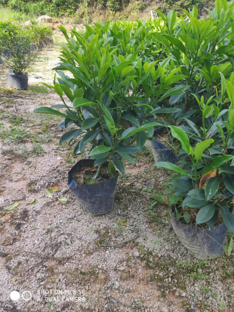 非洲茉莉黑杯高度40-80，批发