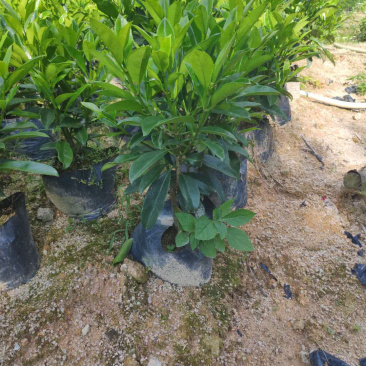 非洲茉莉黑杯高度40-80，批发