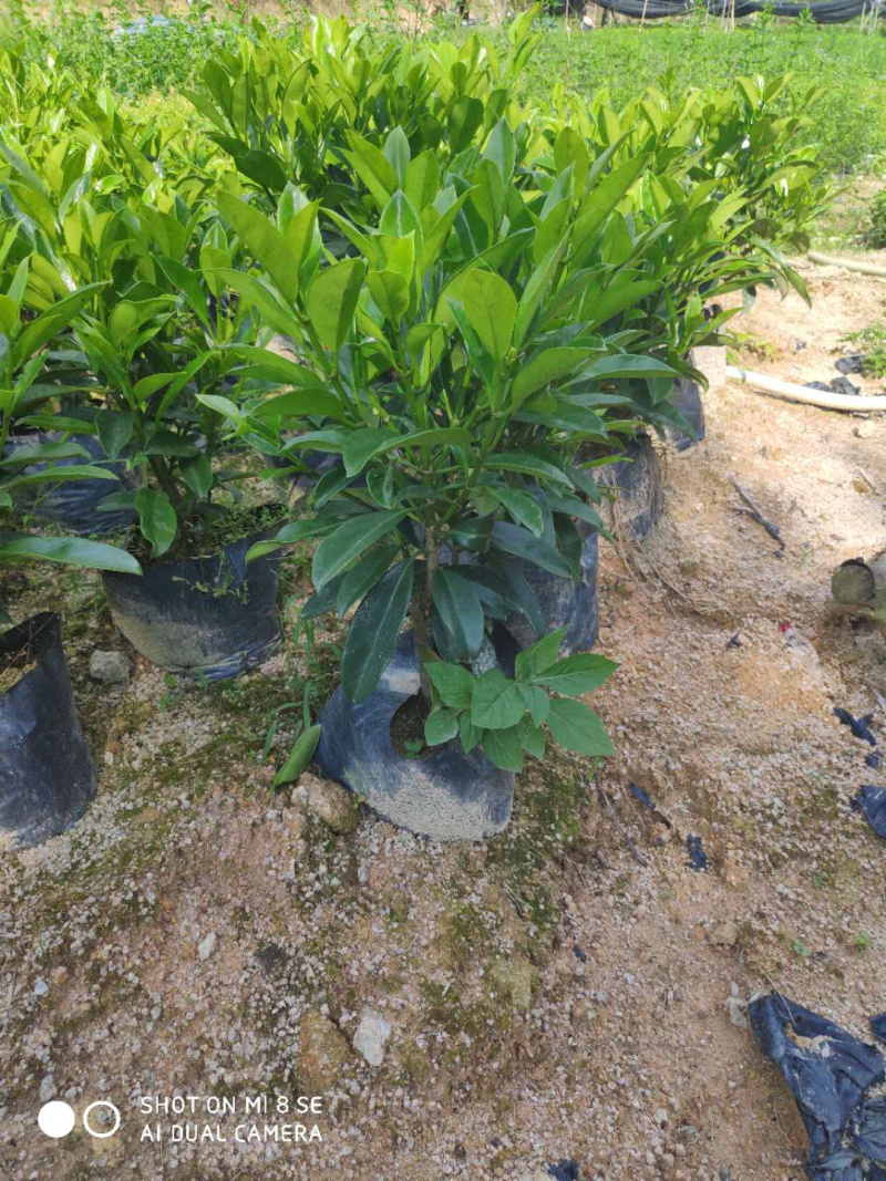 非洲茉莉黑杯高度40-80，批发
