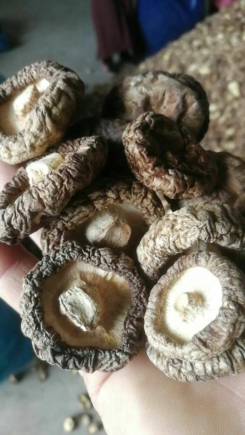 香菇批发，肉厚香菇冬菇精选香菇干货香菇肉厚短根