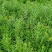 佛甲草屋顶绿化1元一斤四季常青耐干旱植物基地直发