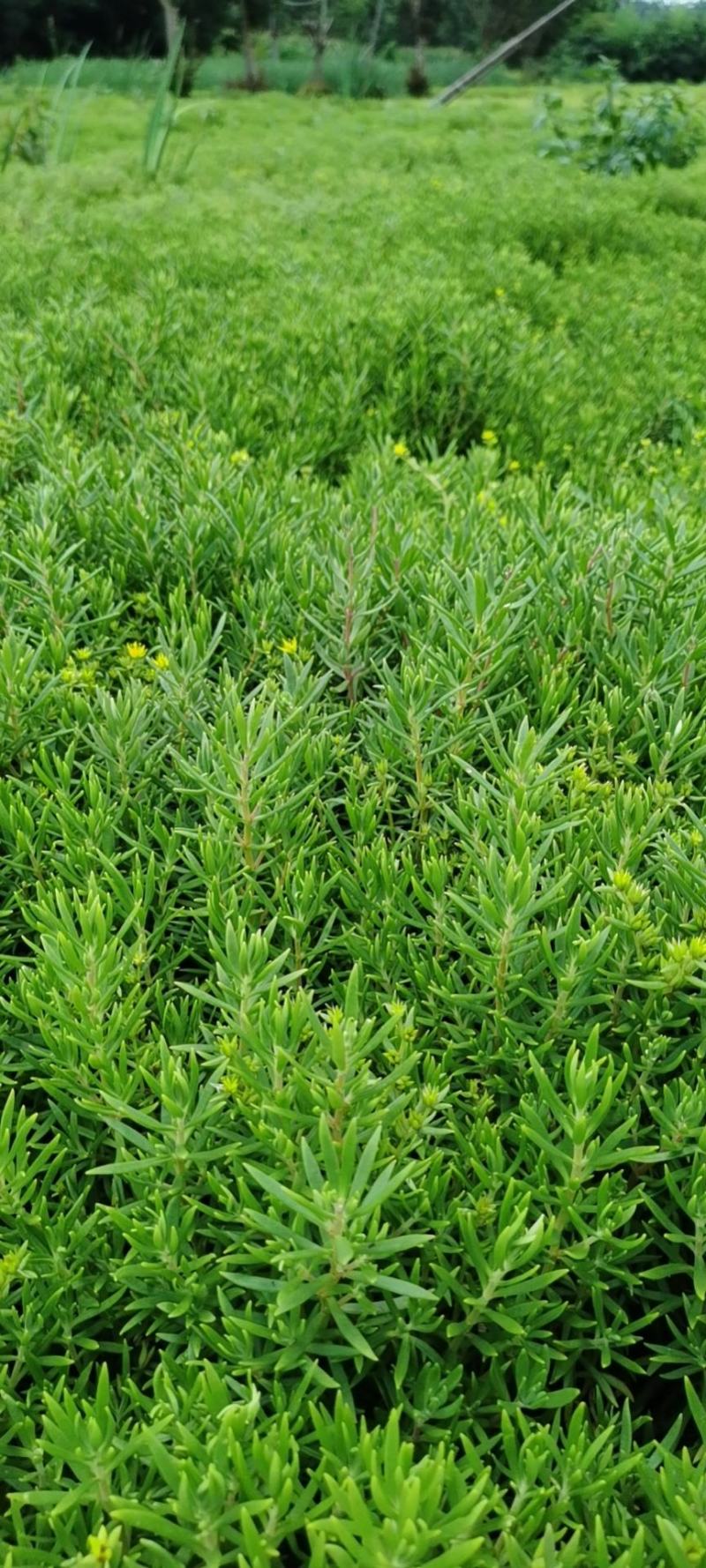 佛甲草屋顶绿化1元一斤四季常青耐干旱植物基地直发