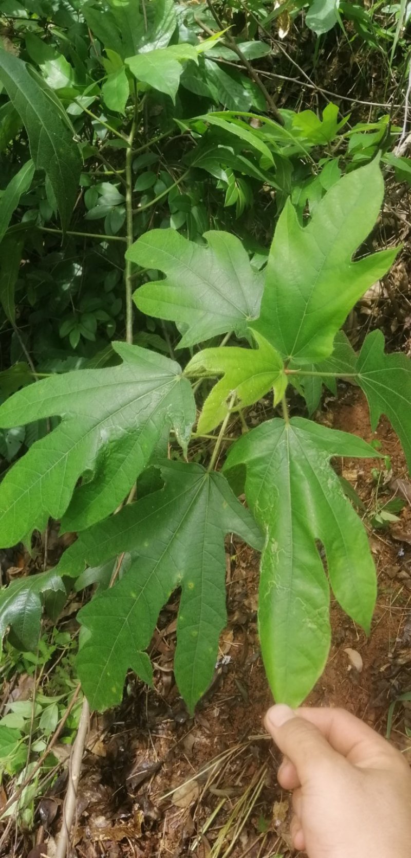 五指毛桃，新鲜野生五指毛桃，